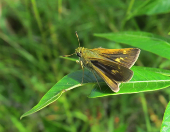 Crossline Skipper female